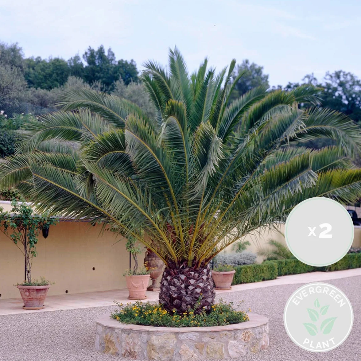 Bloomique Phoenix Canariensis Palmier dattier des Canaries 50-70 cm Pot 15 cm
