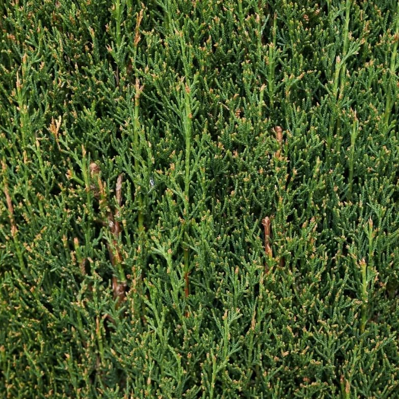 Cyprès de Provence Totem Cupressus sempervirens pot 2,5 L hauteur 30/40 cm Conifère persistant