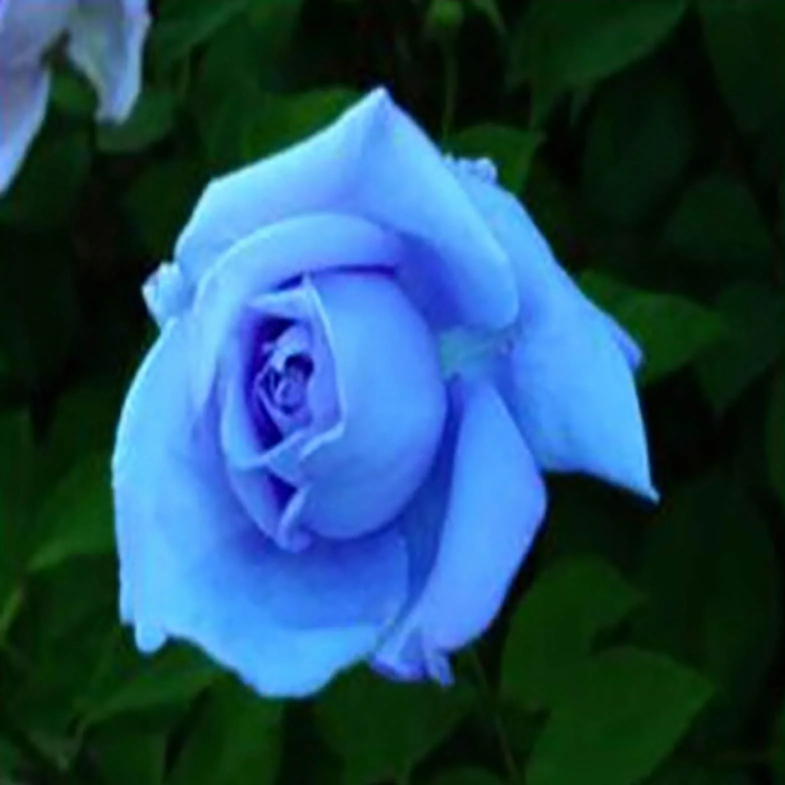Graines de rose sauvage 300pcs Bonsaï Jardin Multiflora rosiers grimpants