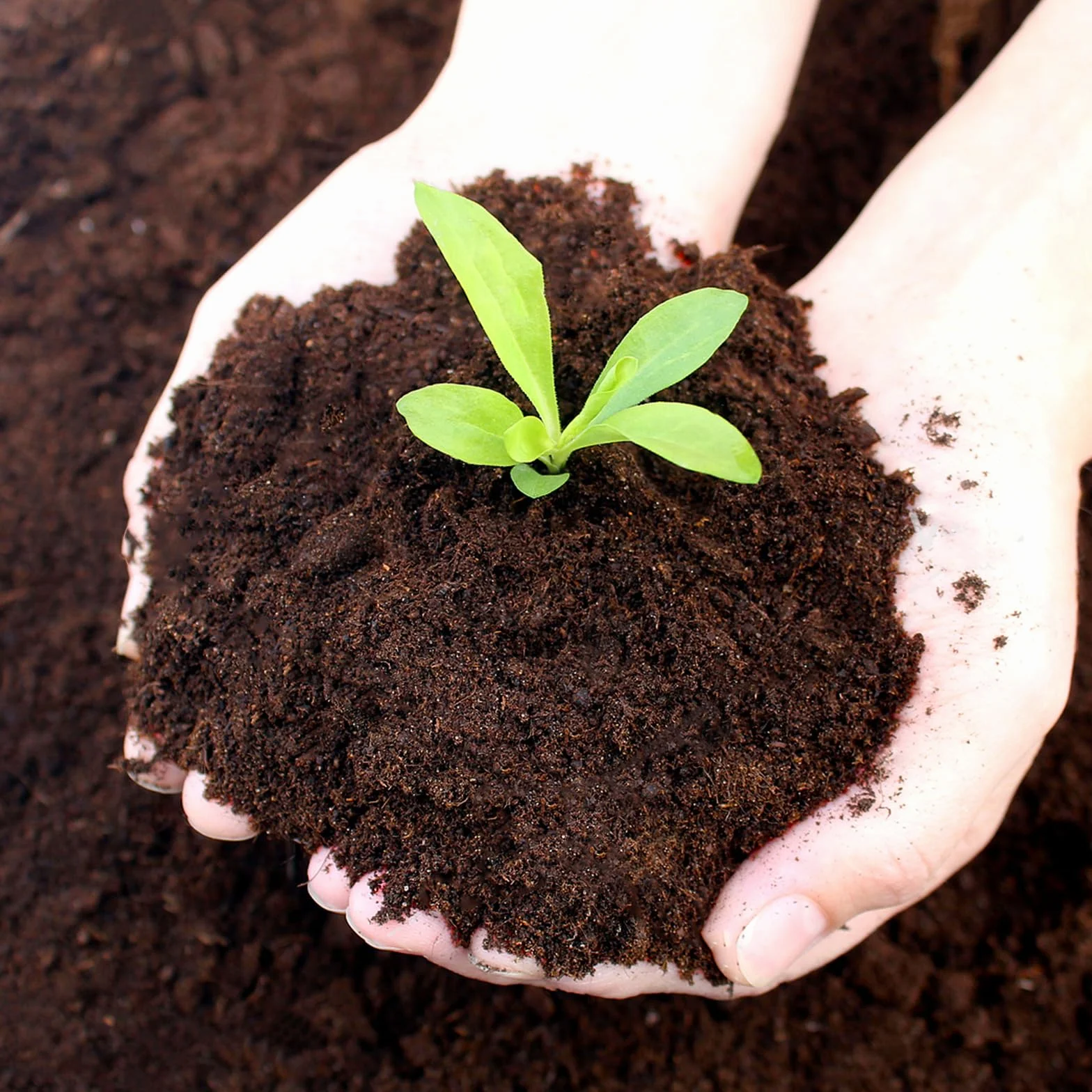 Fibre de Coco pour Plante, 20 PCS Bloc de Nutrition pour Semis, Pastille de Tourbe, Terreau Compressée pour Cultiver Fruits, Légumes, Fleurs