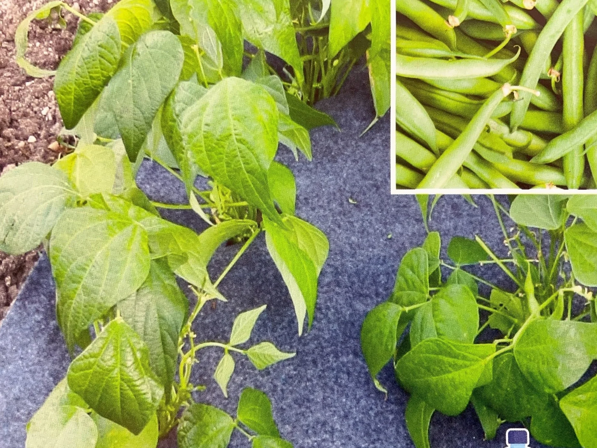 Kit de Culture Salades & Haricots 38 Emplacements Feutre Pré-percé 5 m x 60 cm 220 g/m²
