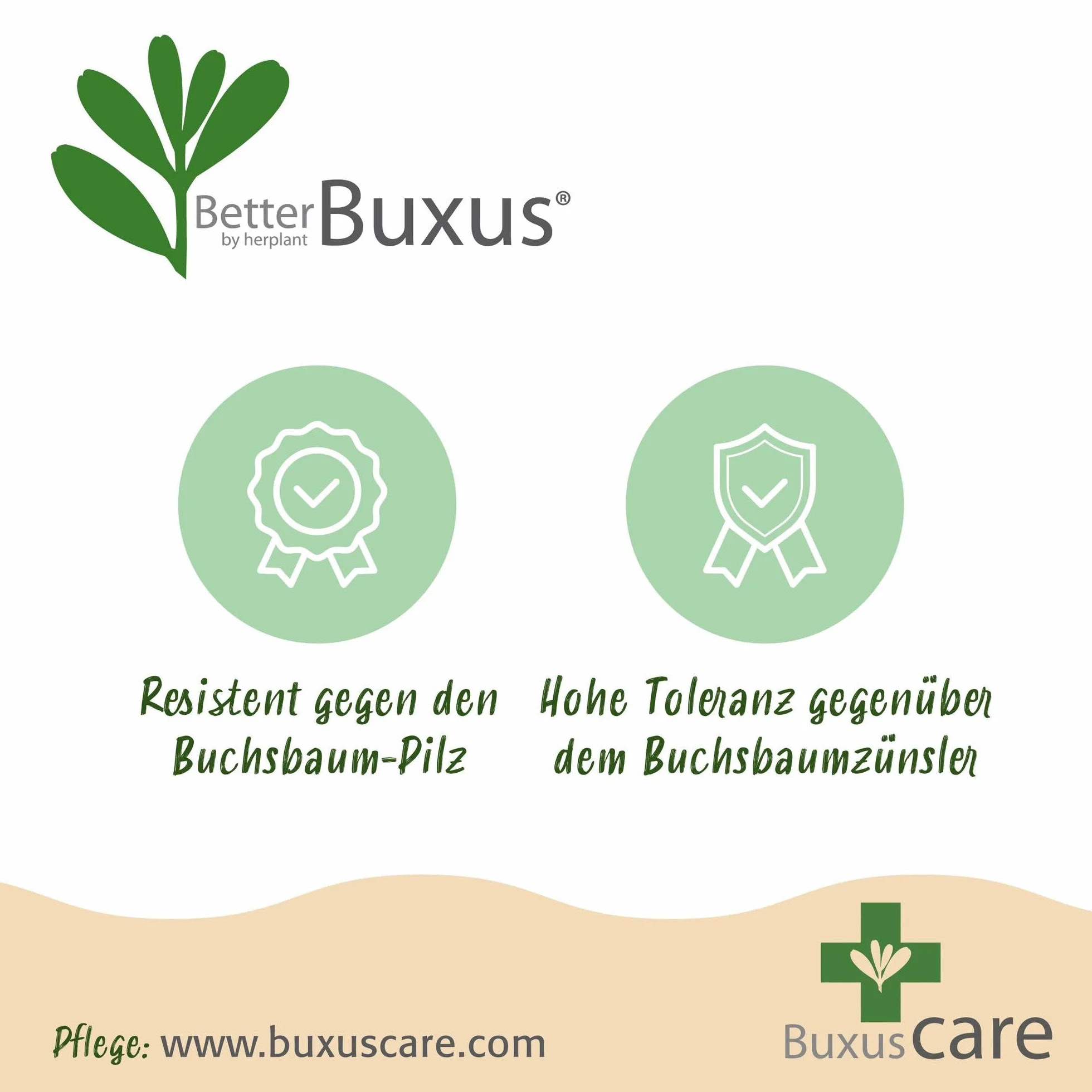 GreenboutiQ Buxus Boule BetterBuxus Skylight 2 plantes pot 23cm boule 25cm