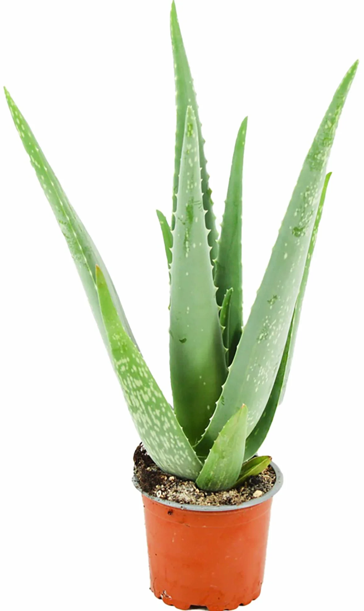 Aloe vera véritable en pot Ø 10,5 cm - Hauteur 35-40 cm plante médicinale succulente