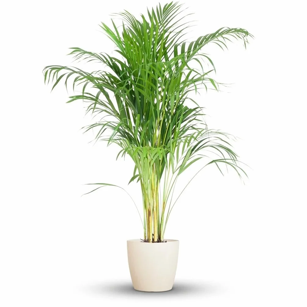 Dypsis Lutescens Areca Palmier Doré Plante d'intérieur Vert Pot 21cm Hauteur 90-100cm