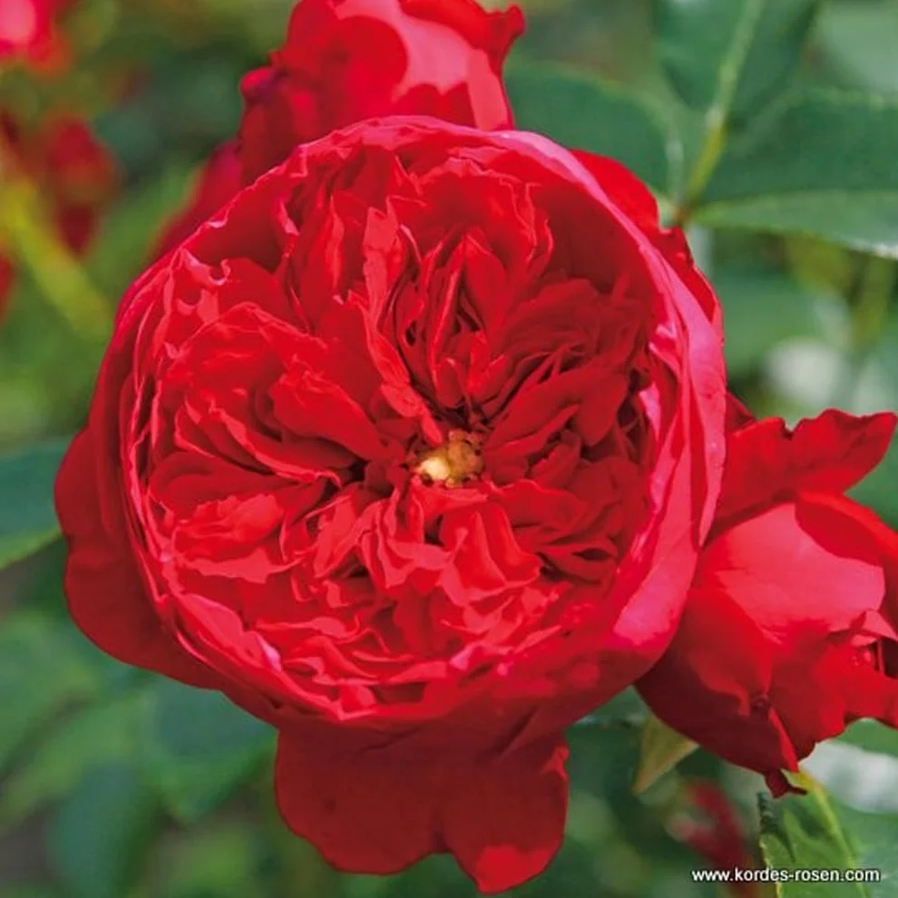 Rosa 'Florentina' pot 25-30 cm - Le rosier grimpant Kordes à fleurs rouge profond et grande résistance