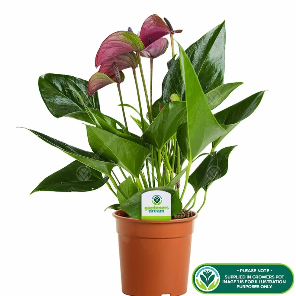 GardenersDream Anthurium Tropical Purple Flamingo Plante d'Intérieur 13 cm Pot Céramique