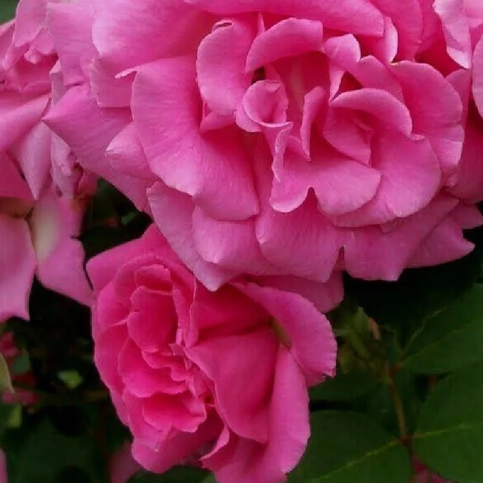 Rosier 'Zephrine Drouhin' sans épines - Rouge cerise lumineux 25-30 cm