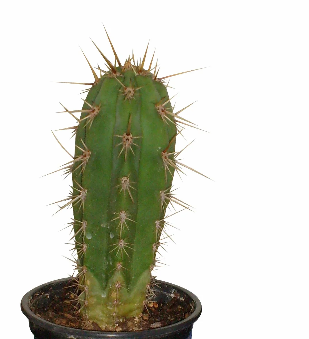 Trichocereus Pachanoi graines Peyote Cactus 50 x