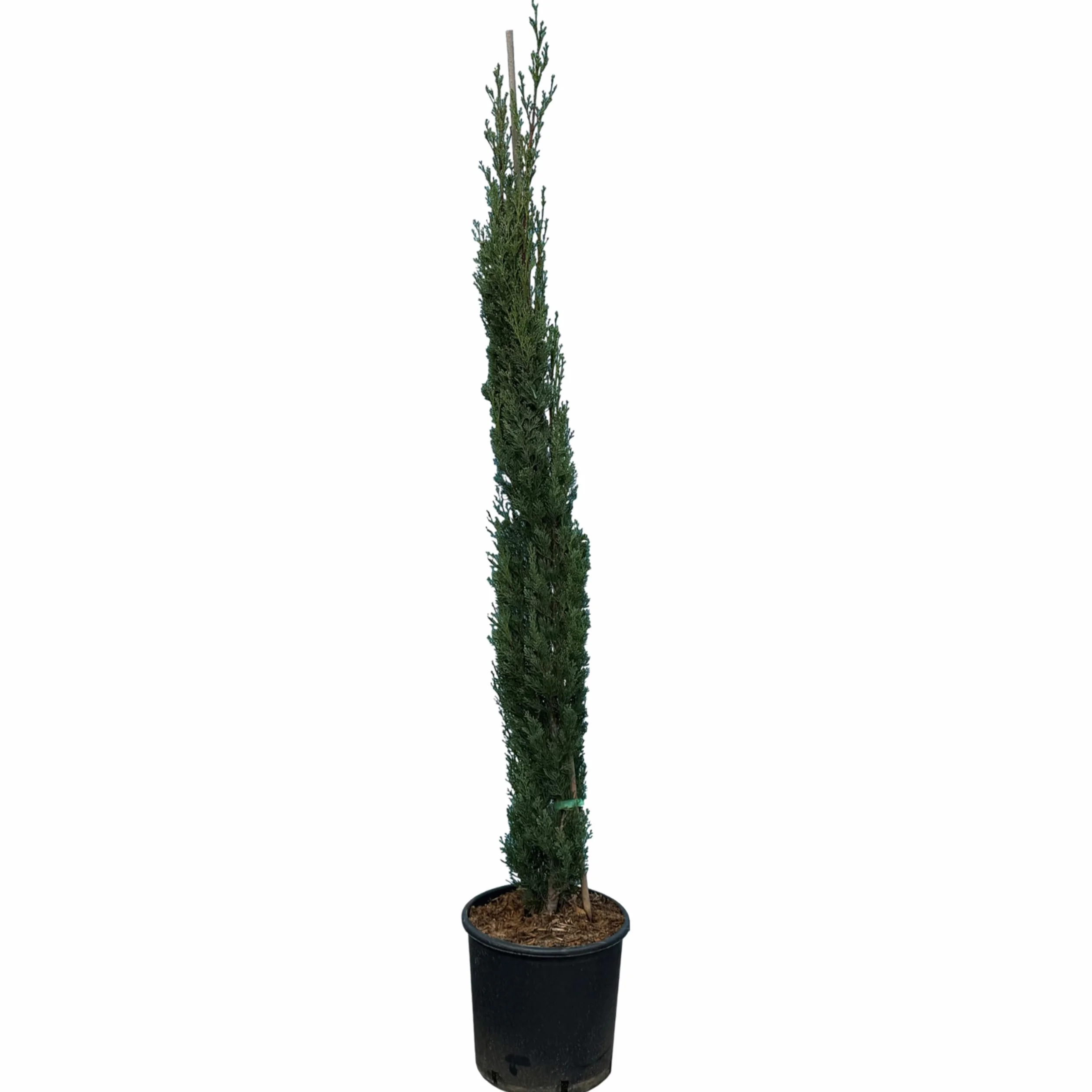 Cupressus Sempervirens Totem Cyprès Italien 150-160 CM résistant au gel -18 conifère à feuillage persistant