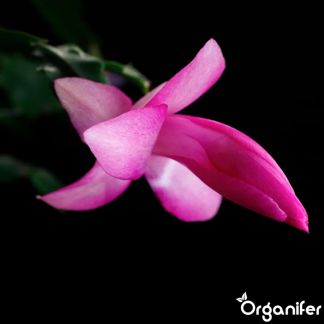 Organifer Engrais liquide organique 1L pour cactus de Noël floraison hivernale