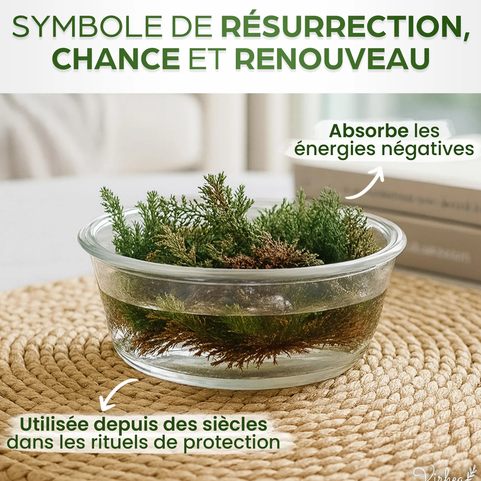 Rose de Jericho X2 - Plante de la Résurrection - Selaginella Lepidophylla