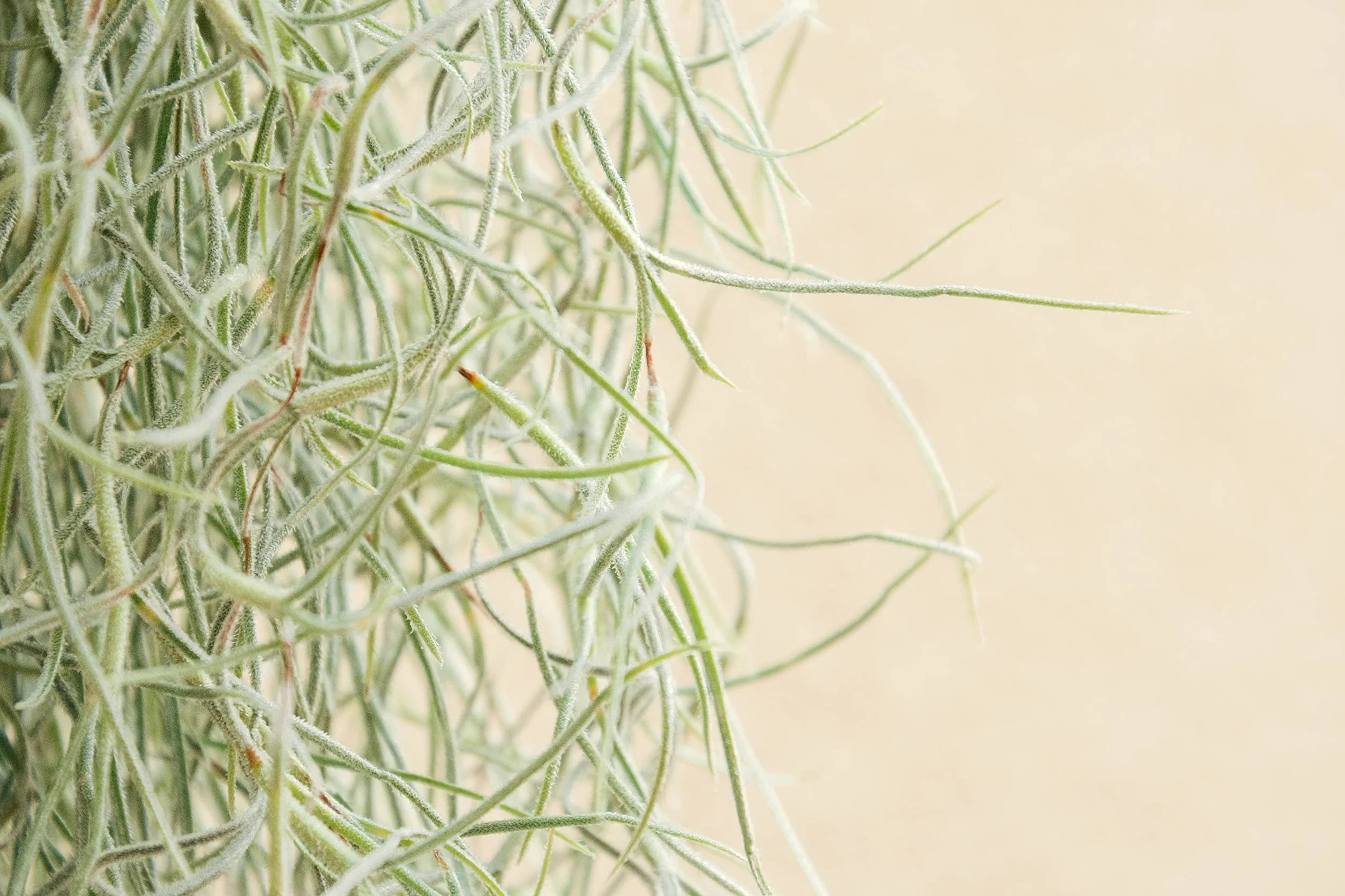 Tillandsia Usneoides Air Plant Live sans Terre Plante Interieur Naturelle 20-30 cm