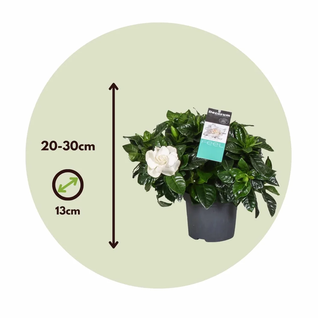 Gardenia Jasminoides Set de 2 Plantes d'intérieur Pot 13cm Hauteur 20-30cm