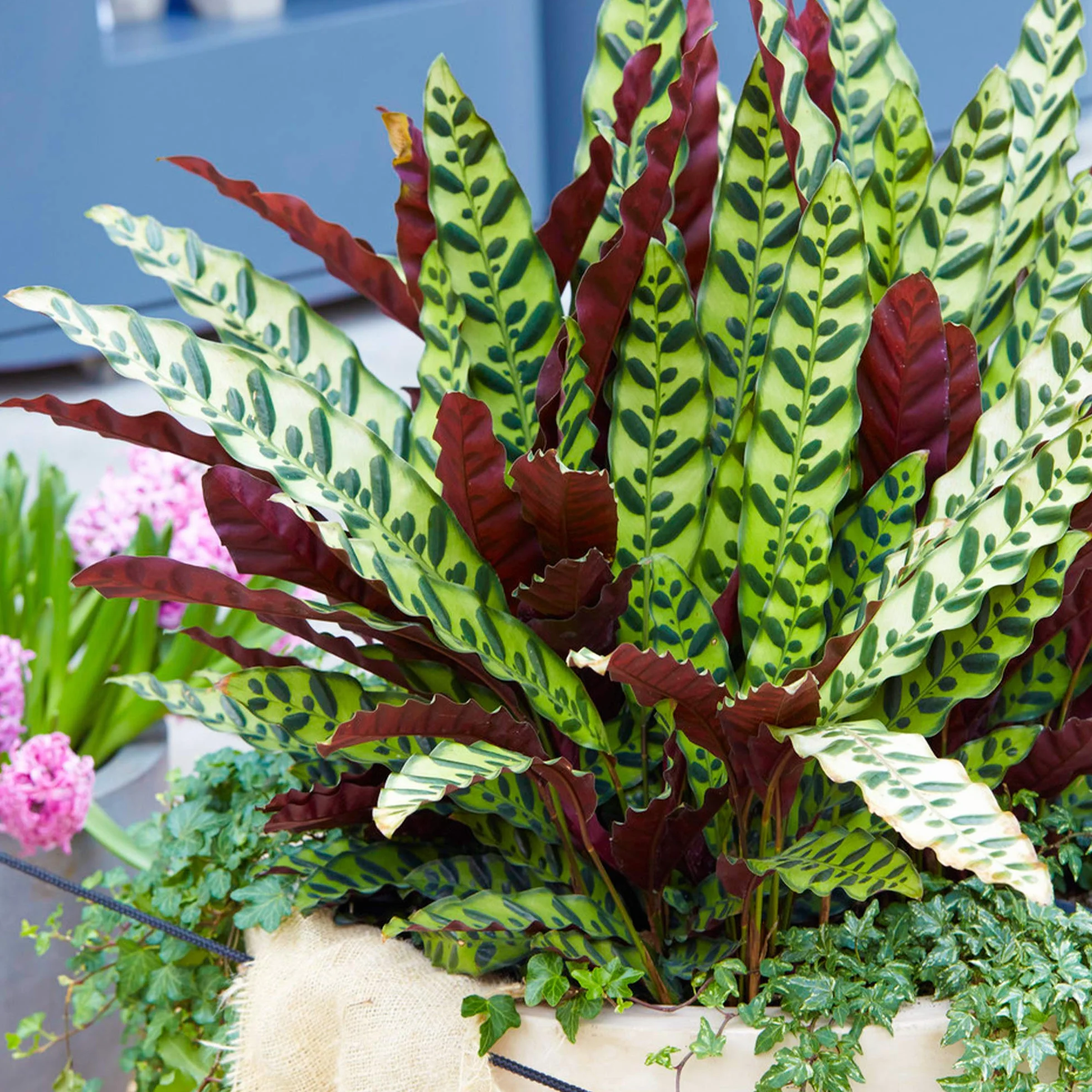 Calathea Lancifolia Plante d'Intérieur en Pot Maison Bureau