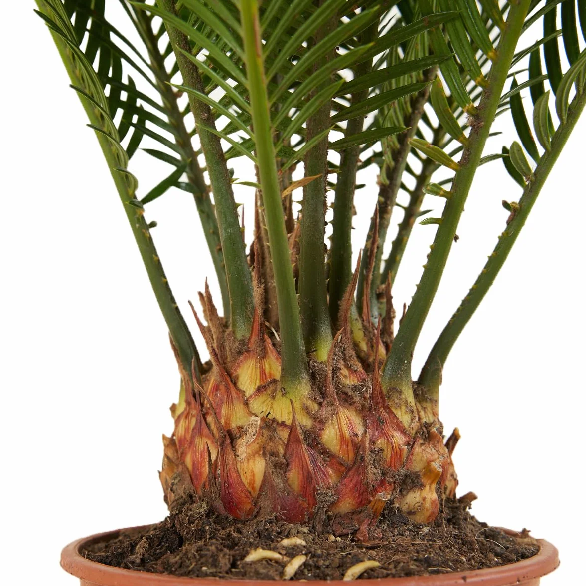Cycas Revoluta Palmier de la Paix Sagoutier Plante d'intérieur Hauteur 40-50 cm Pot 15 cm