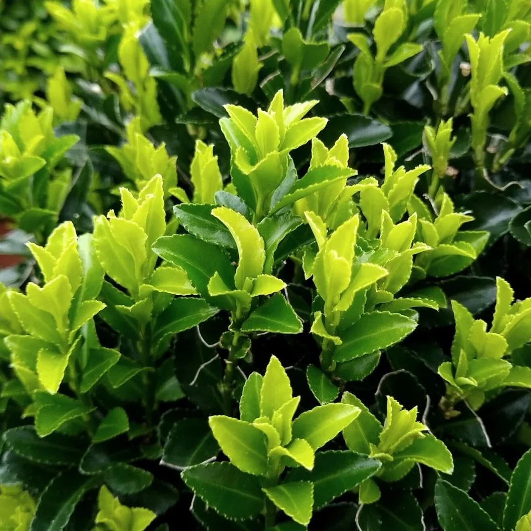 Haie de fusain vert 1 mètre linéaire Euonymus japonicus ‘Green Spire’ Kit de plantation 6 plantes de haie rustiques persistantes