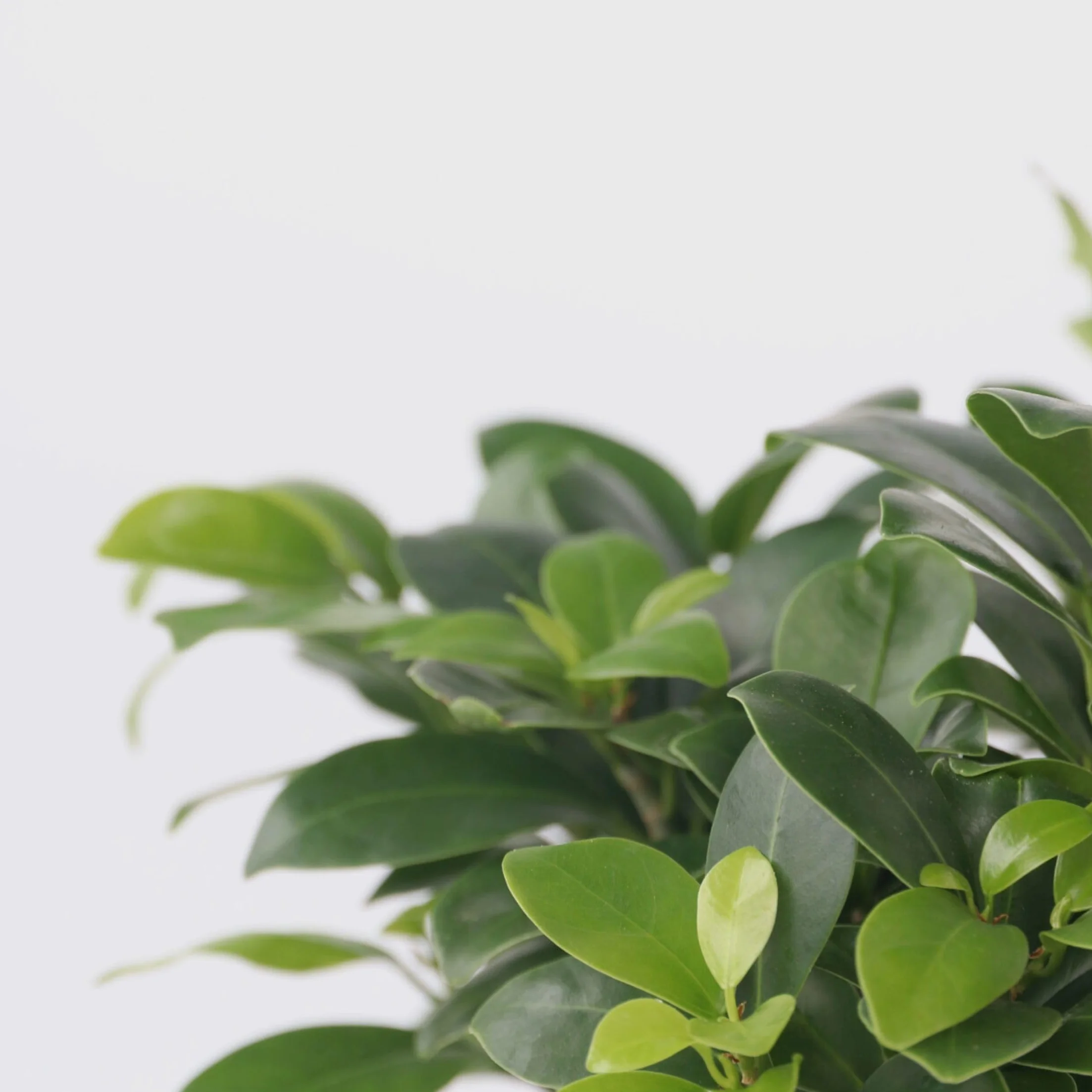 Bonsaï Ficus Ginseng Plante d'intérieur Pot 12cm Hauteur 30-40cm