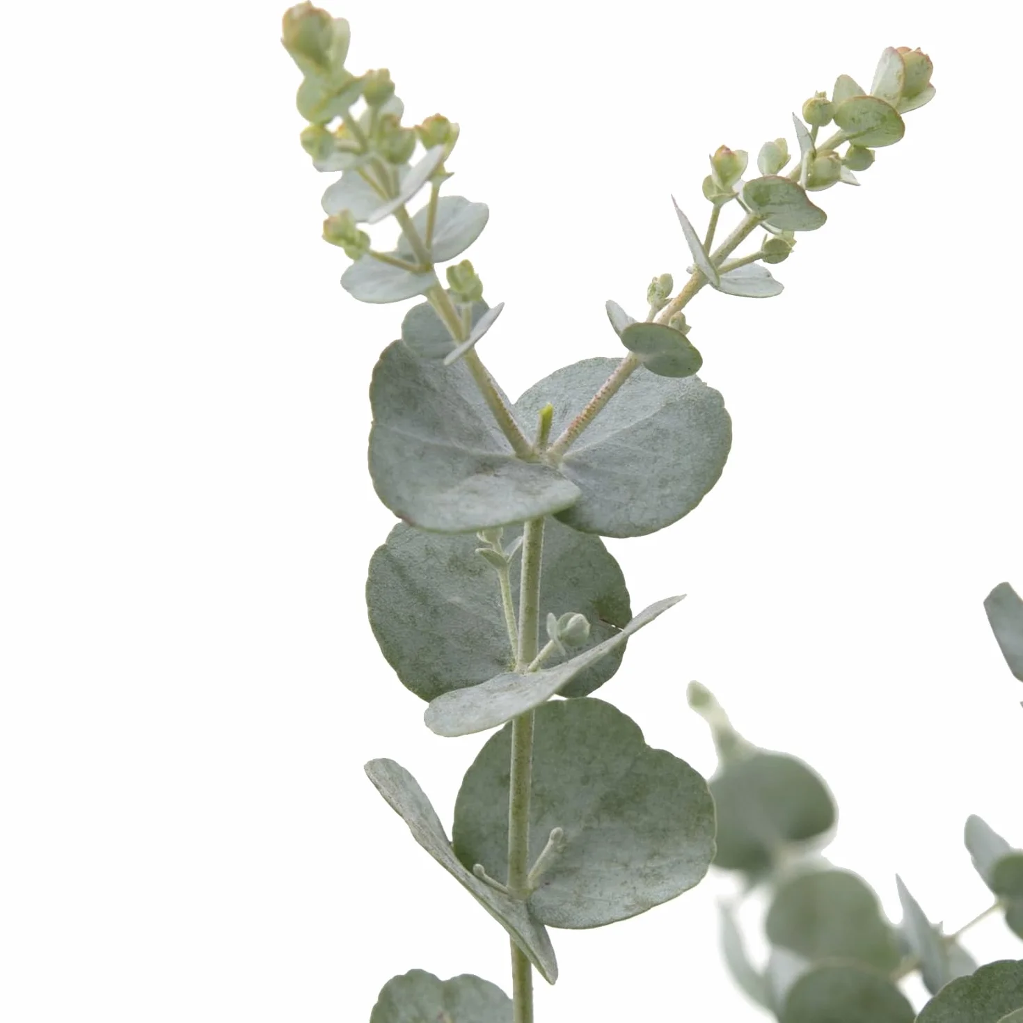 Eucalyptus Gunnii Azura Roślina Ogrodowa Mrozoodporna 30-50 cm Doniczka 15 cm