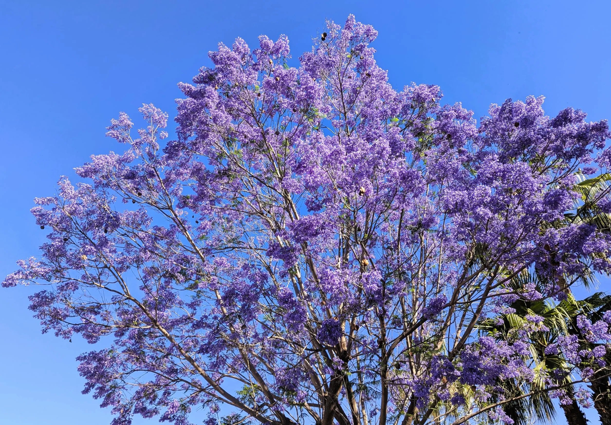 Jacaranda Mimosifolia 40 Graines