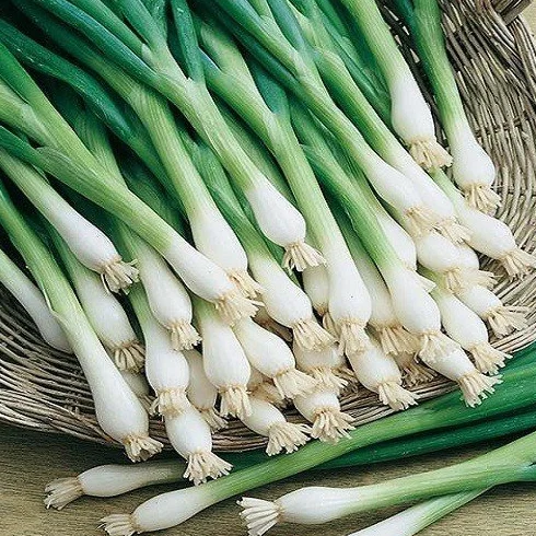 Ciboulail ciboulette chinoise 100 graines
