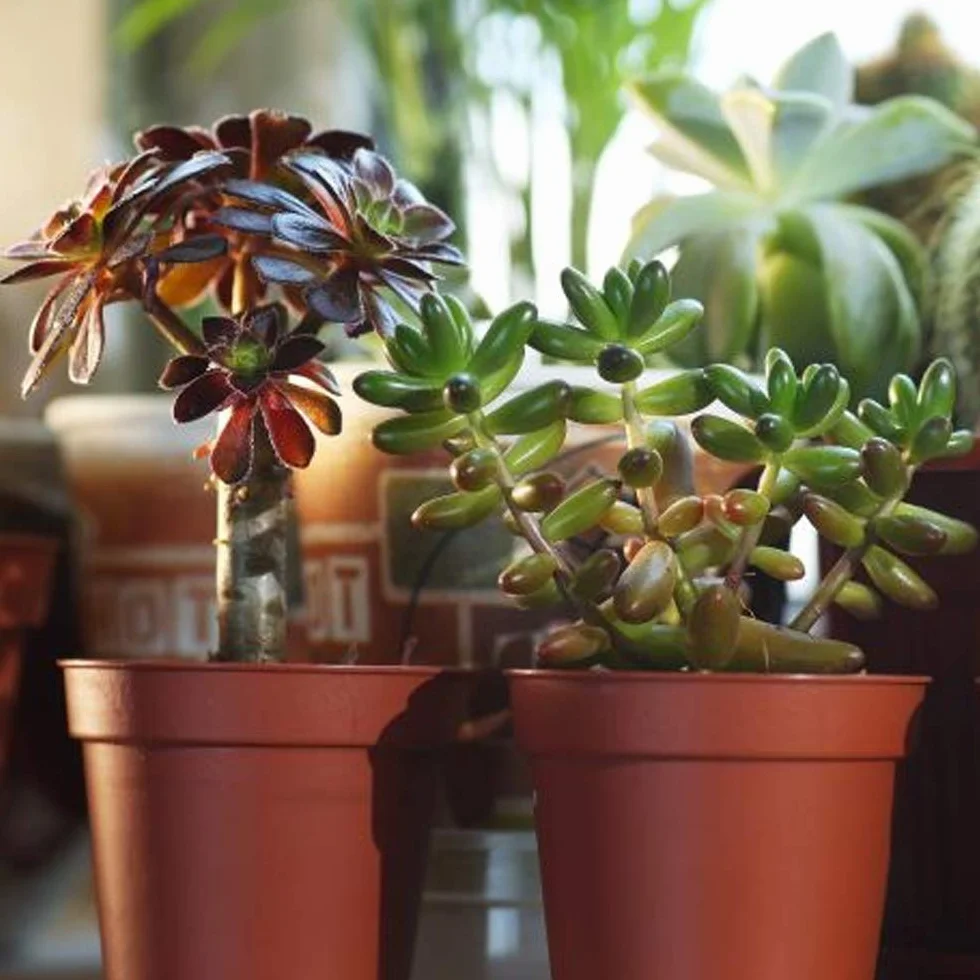 Mélange de succulentes 5 plantes d'intérieur en pot
