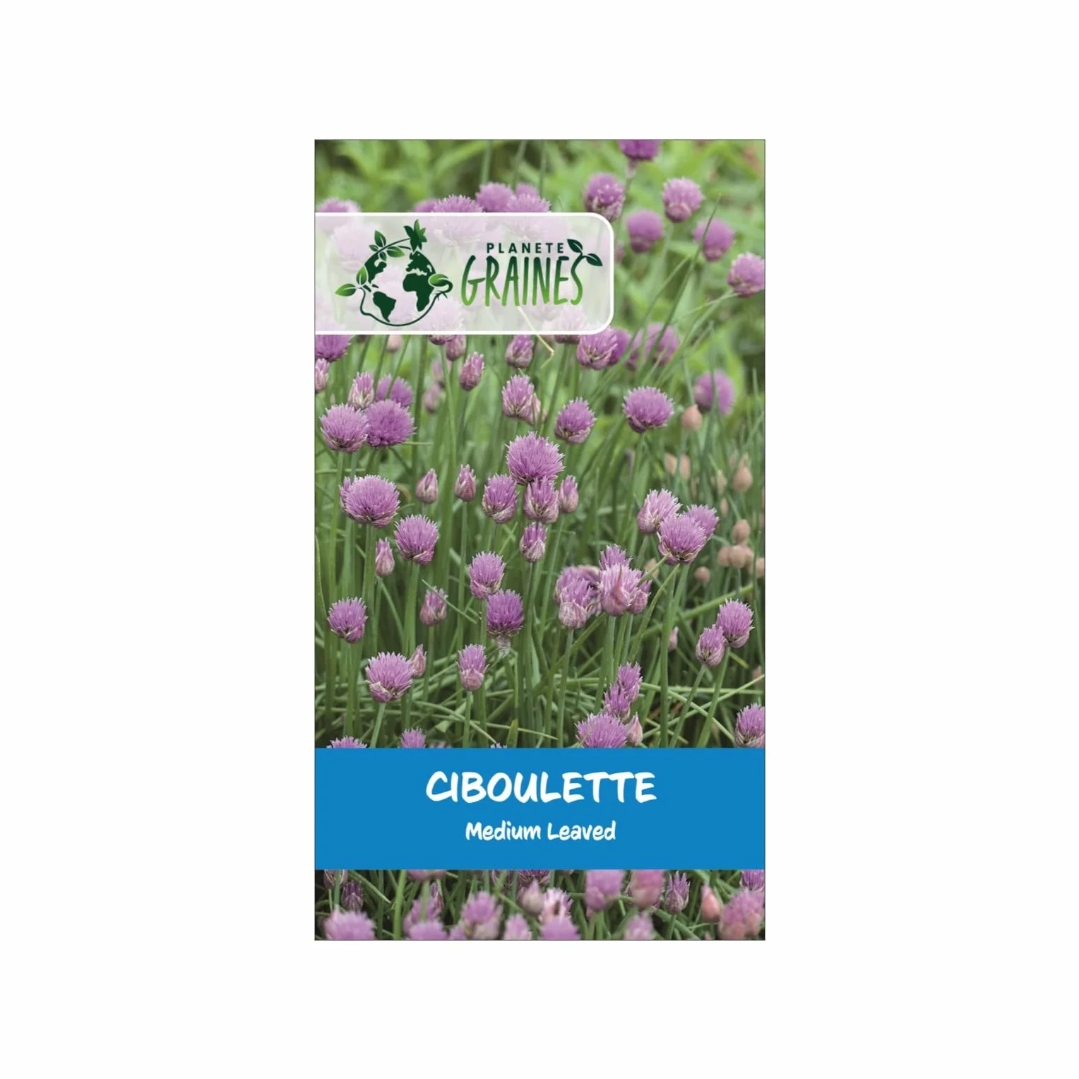 Graines de Ciboulette Chives medium - Herbe Aromatique