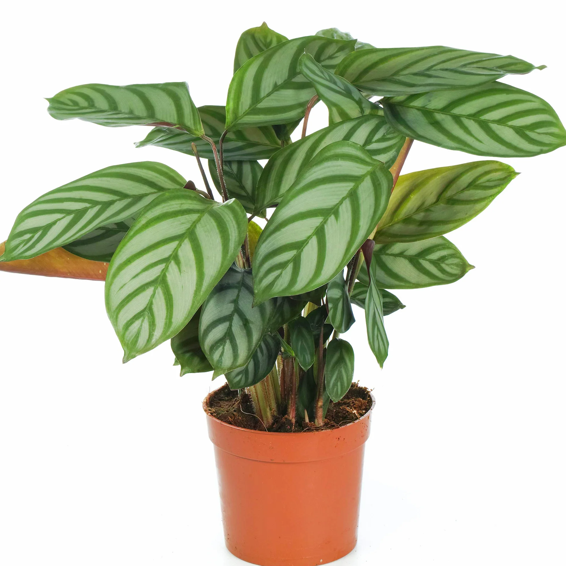 Calathea Compact Star Plante d'Intérieur en Pot