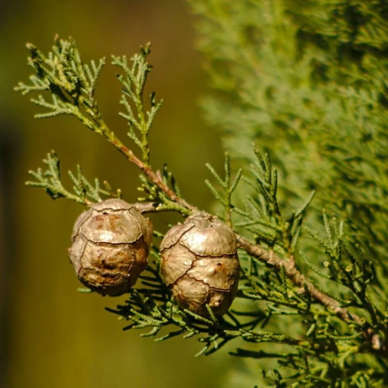 Cyprès de Provence Totem Cupressus sempervirens pot 2,5 L hauteur 30/40 cm Conifère persistant