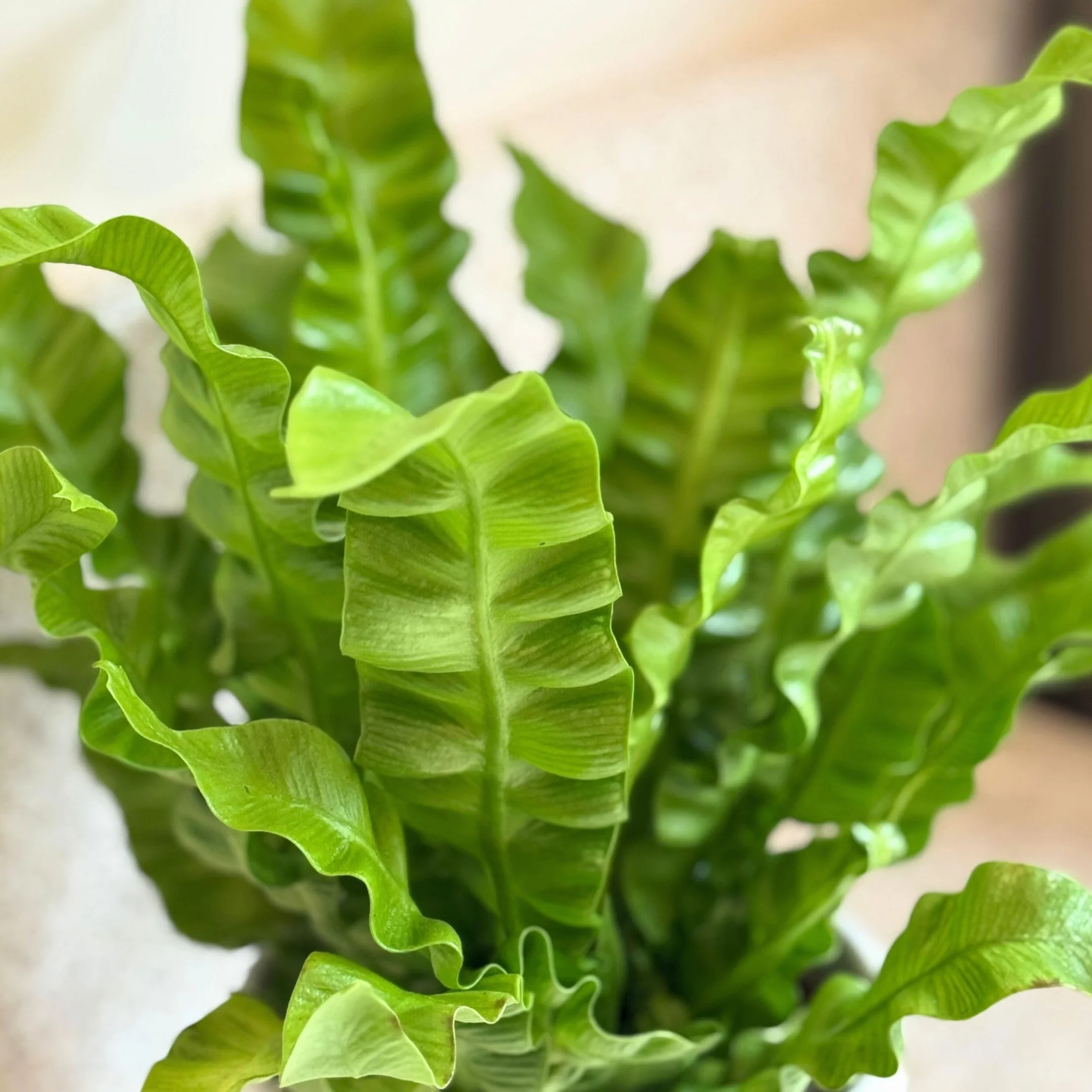 Asplenium nidus 'Vague croustillante' Plante d'intérieur purificatrice d'air Pot 12cm Hauteur 25-40cm