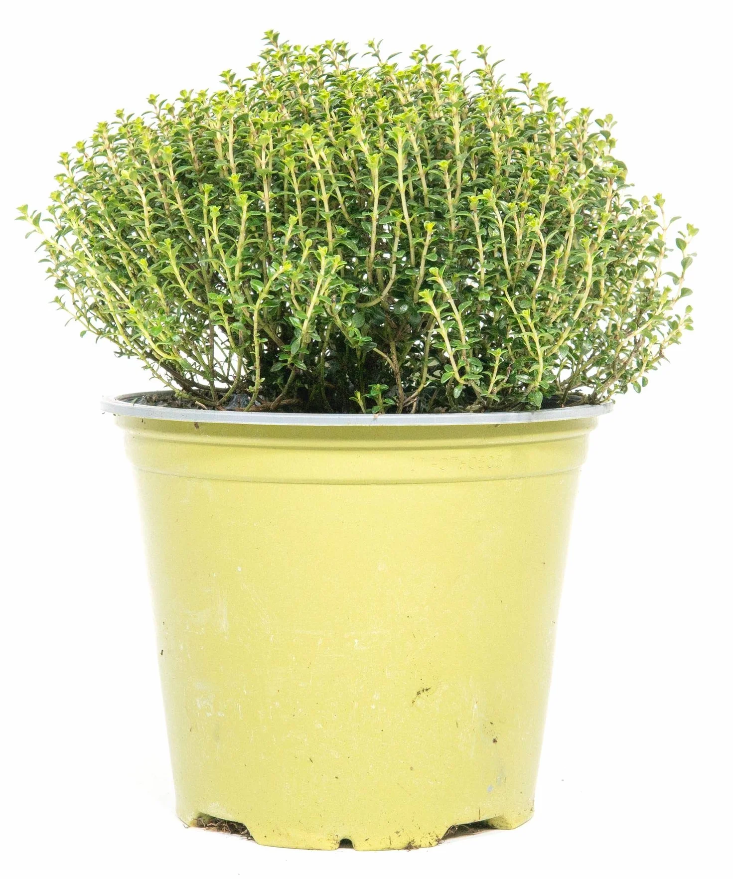 Thym Faustini 14 cm, Thymus richardii, véritables plantes d'herbes fraîches, hauteur 15 cm