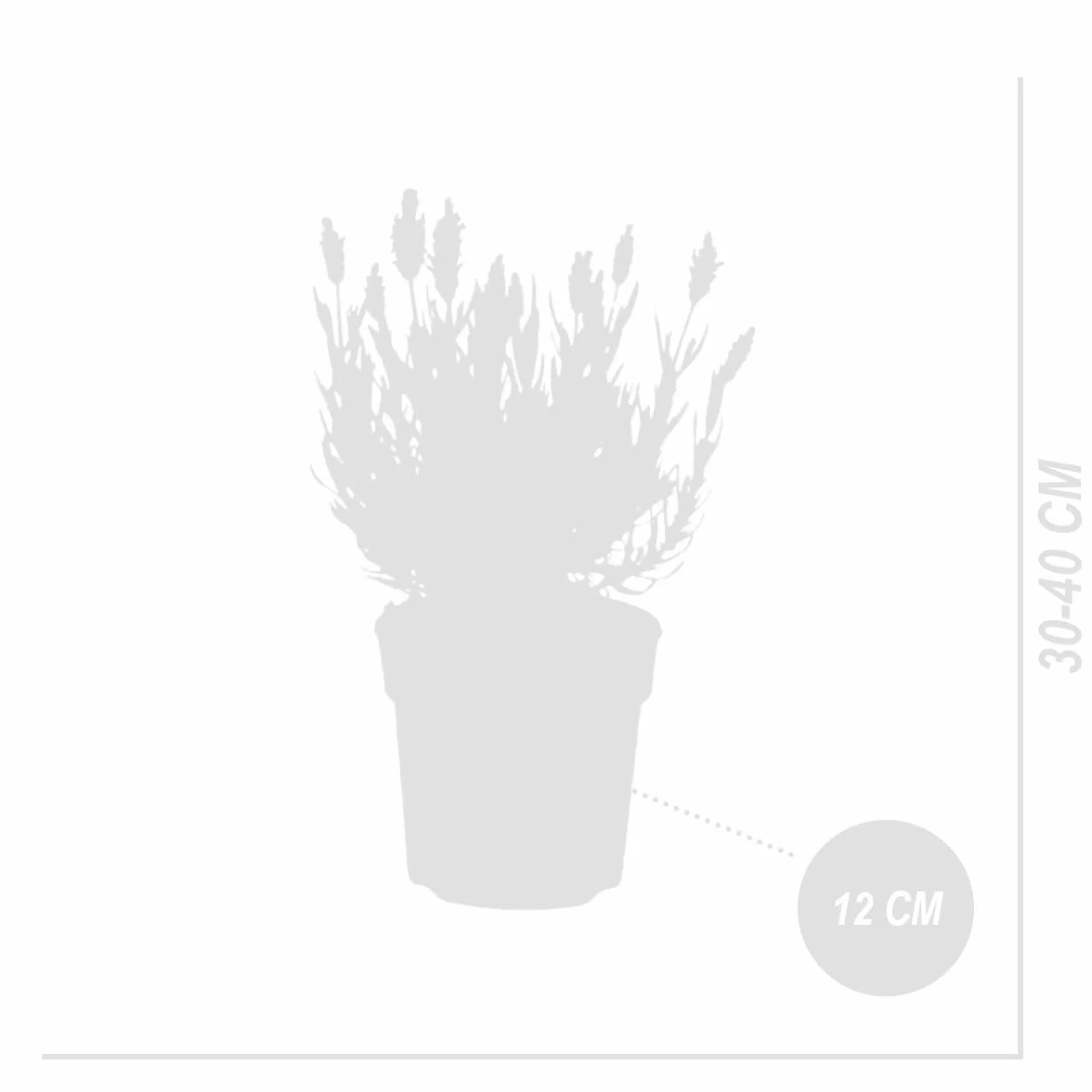 Bloomique Lavandula Stoechas Anouk Lavande Papillon Rustique Hauteur 20-25 cm Pot 12 cm