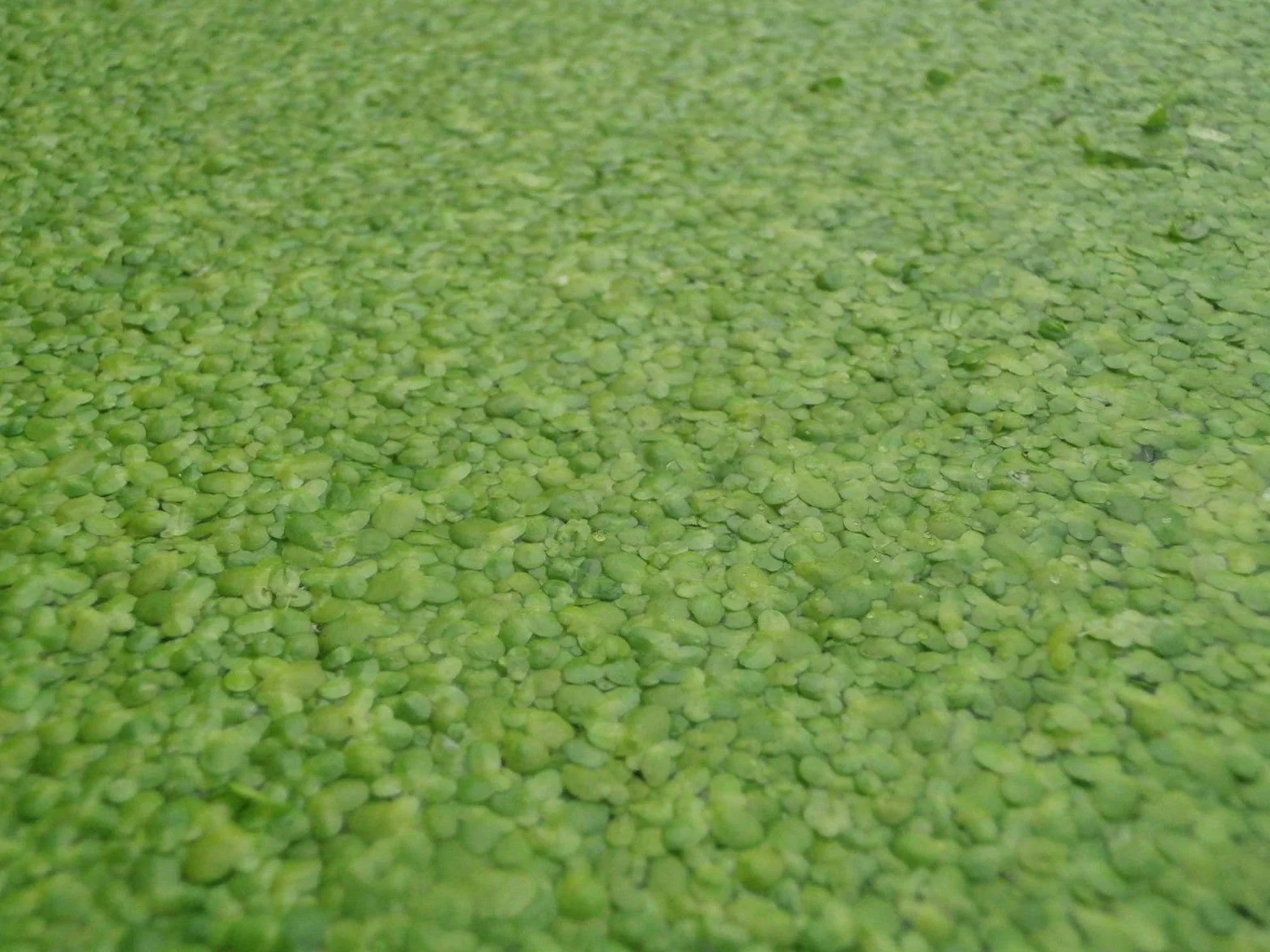 Plante Lemna Minor flottante anti-algues