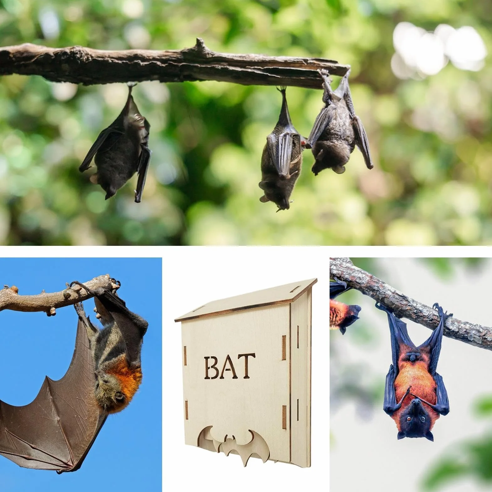 Abri en Bois pour Chauves-Souris Gîte d'Extérieur pour Jardin