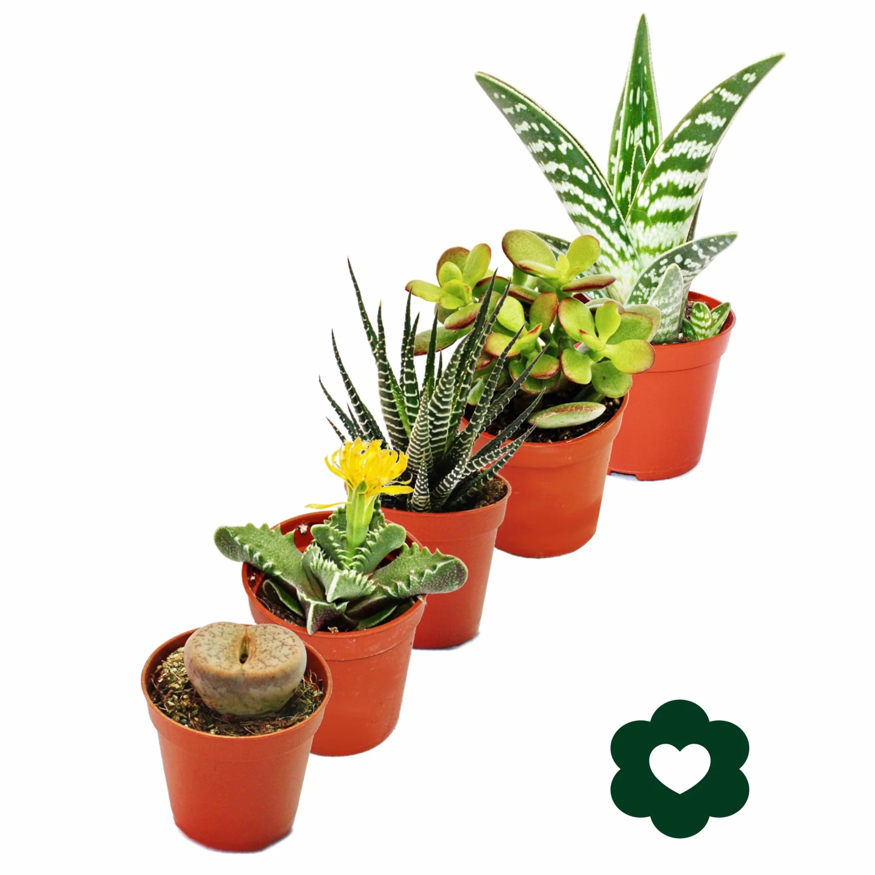 5 succulentes différentes 5,5cm pot ensemble