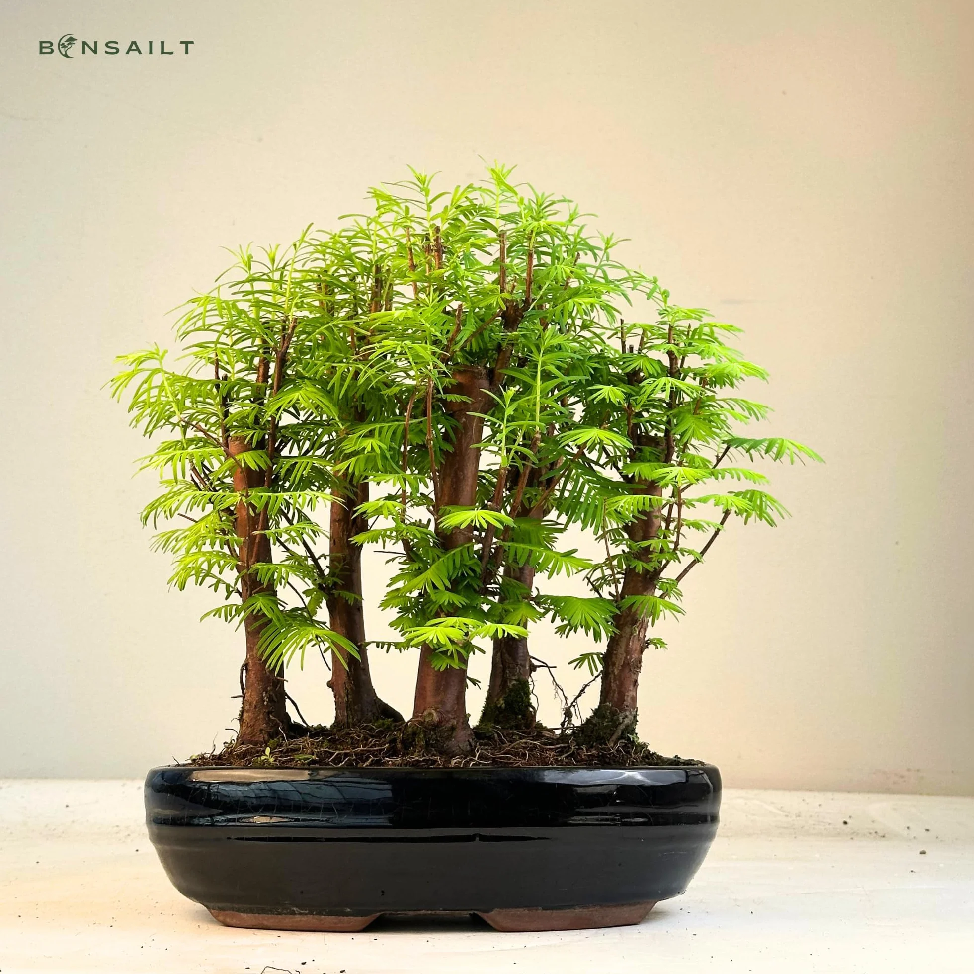 Bonsaï Métaséquoia Arbre préhistorique 26 cm Pot Plante d'intérieur/extérieur Cadeau rare