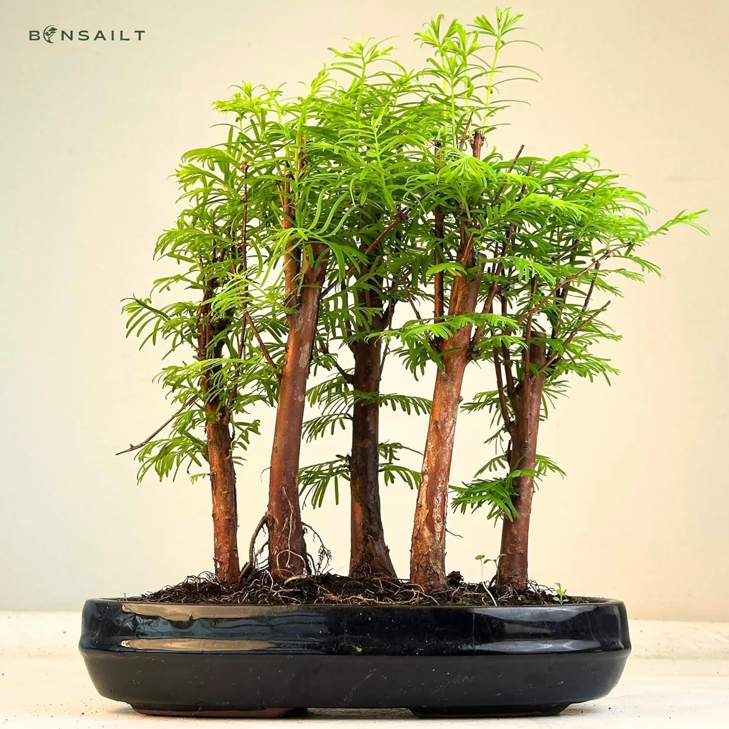 Forêt Métaséquoia Bonsaï 25 cm Arbre fossile vivant d'intérieur/extérieur Plante décorative