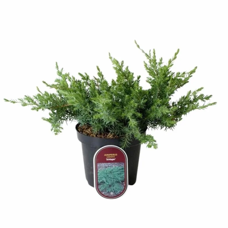Schlager Juniperus conferta Genévrier des sables pot 2,5 L hauteur 25/35 cm