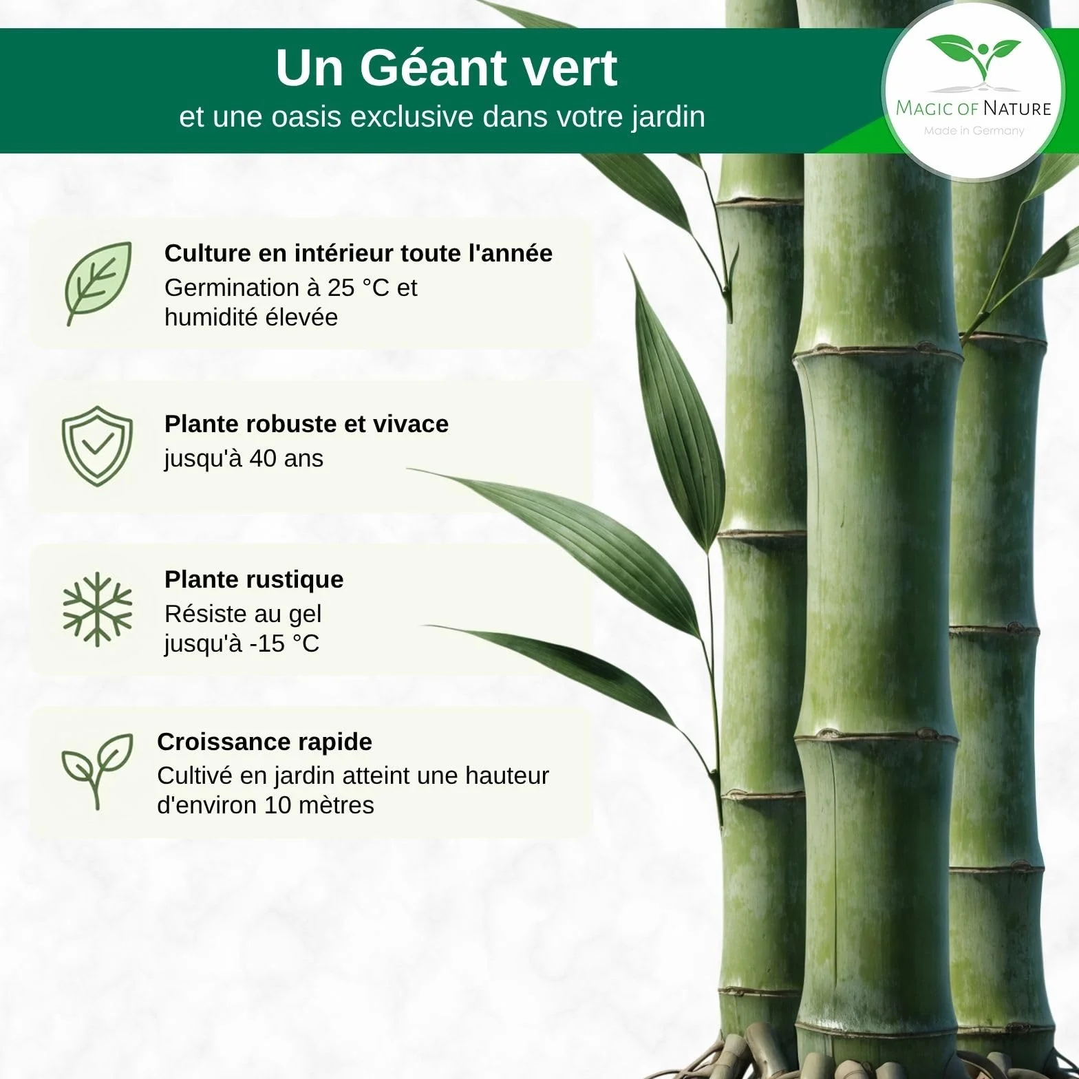 Graines de Bambou Géant 10g 350 pcs Brise-vue Naturel Jardin