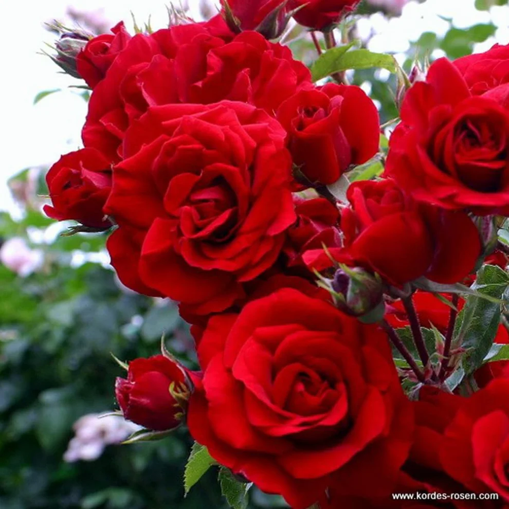 Rosier grimpant 'Amadeus' pot 25-30 cm - Rosa fleurs rouge sang feuillage sain