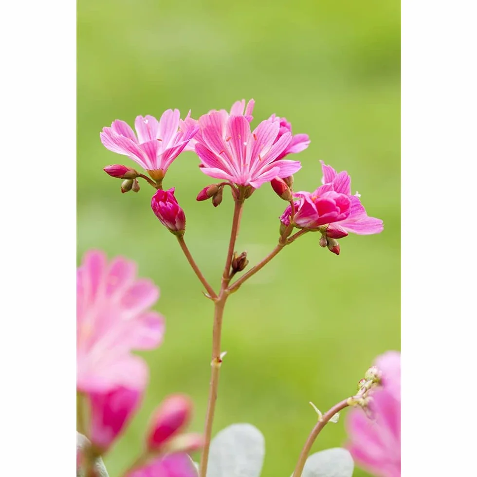 Lewisia cotyledon Roses en porcelaine Violet Pot 11 cm Blumen Eber