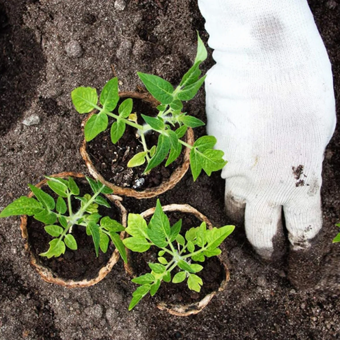 BESPORTBLE 20 pièces Pots De Germination pour Plantes Godets De Jardinage avec Drainage