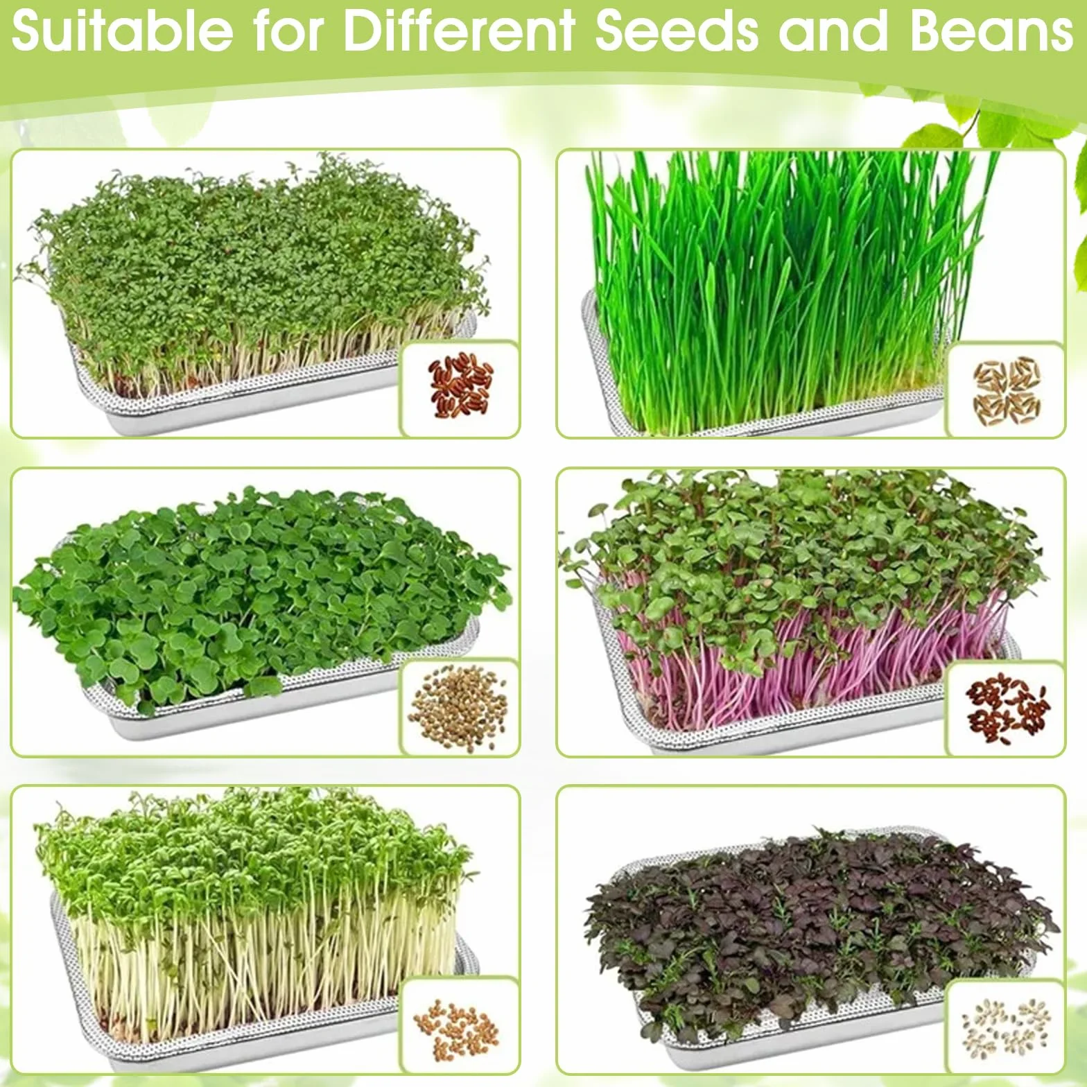 2 in 1 Bocal de Germination avec Tamis 32 x 22 cm, Graines à germer Bio, Culture hydroponique pour Germes, Herbe à Chat, Cresson et Micro-Verts
