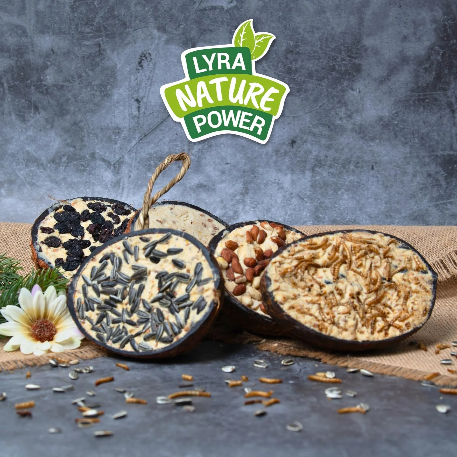 Lyra Pet® Demi-Noix de Coco fourrées Nourriture pour Oiseaux Riche en Graisse