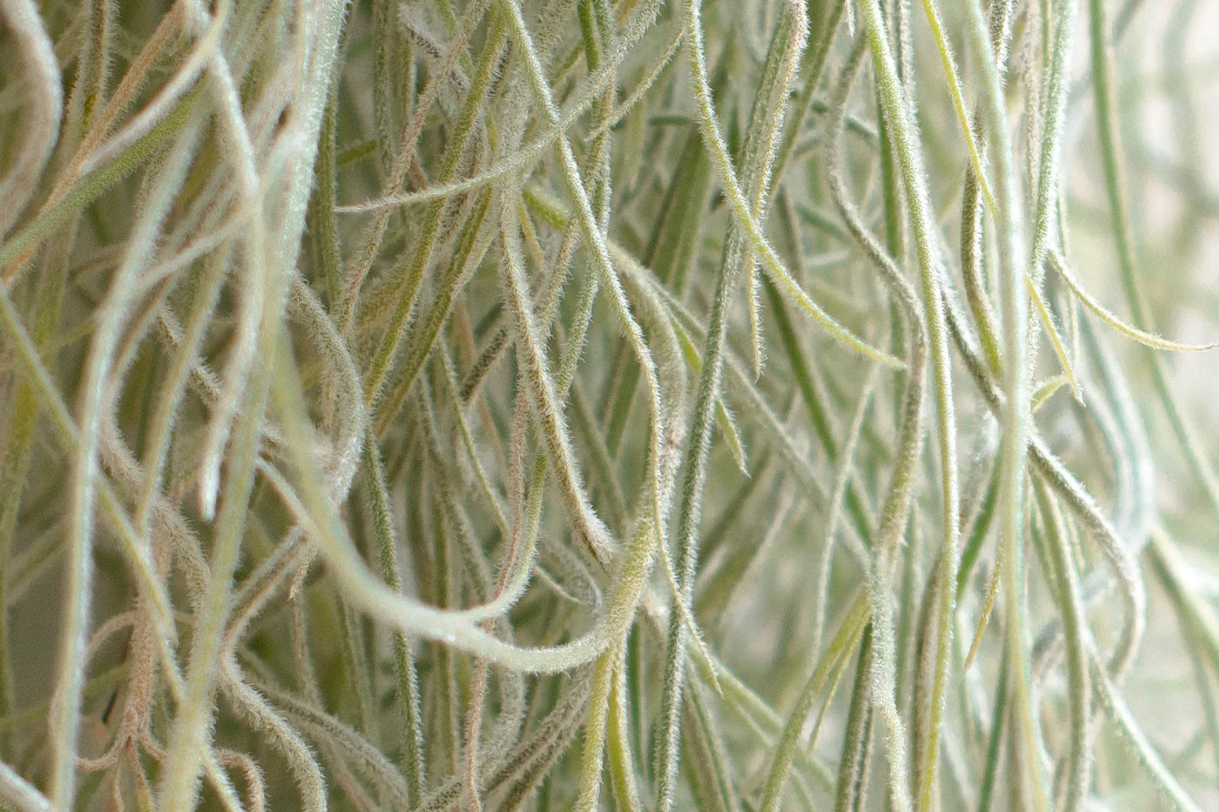 Tillandsia Usneoides Air Plant Live sans Terre Plante Interieur Naturelle 20-30 cm