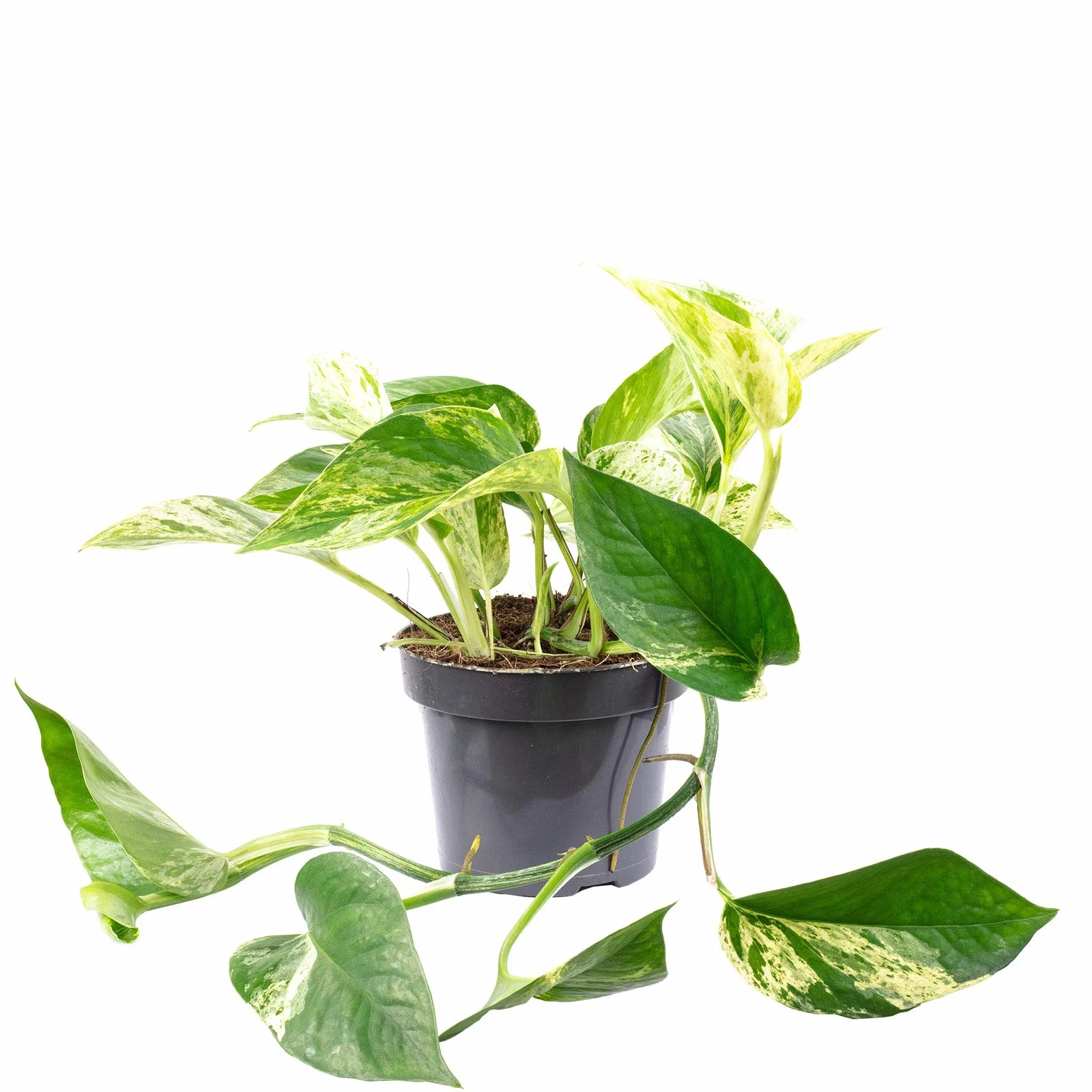 Epipremnum aureum Efeutute Plante d'intérieur 15 cm Pot 12 cm