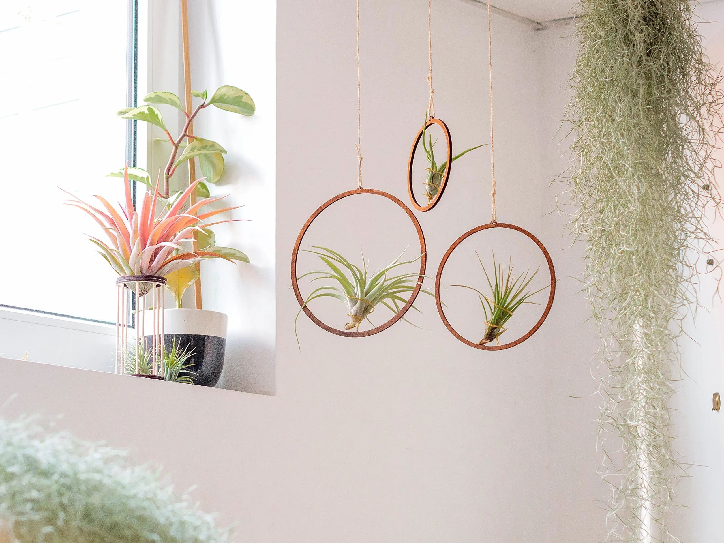 Tillandsia Usneoides Air Plant Live sans Terre Plante Interieur Naturelle 20-30 cm