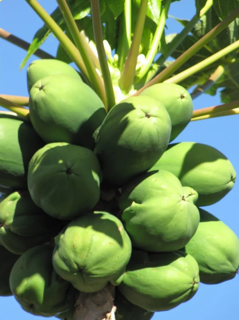 Lot de graines d'arbres fruitiers tropicaux Papaye Fruit de la passion Goyave Tamarindier
