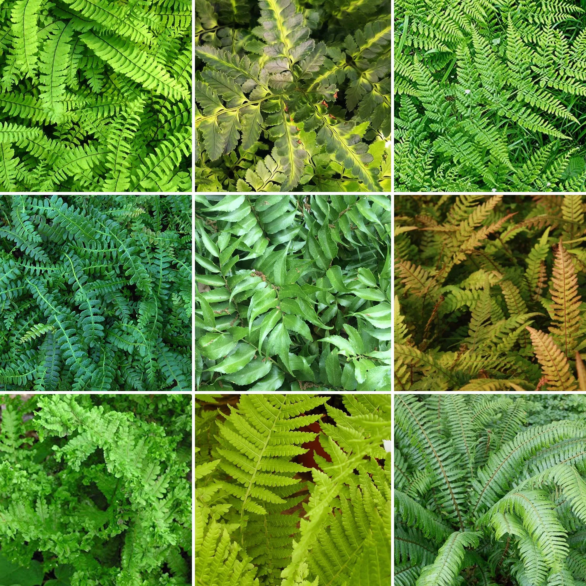 GardenersDream Mélange de 5 Fougères Résistantes Vivaces Evergreen pour Jardin
