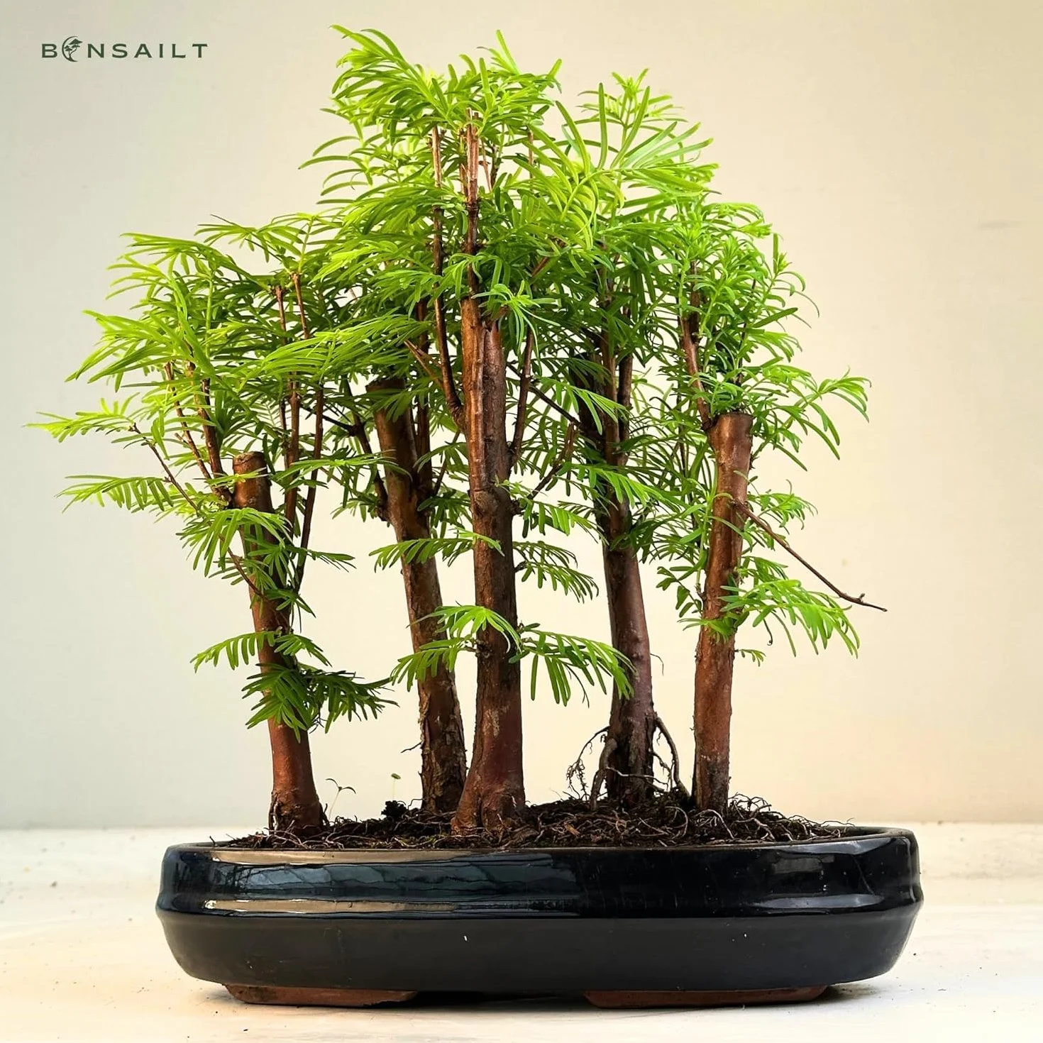 Forêt Métaséquoia Bonsaï 25 cm Arbre fossile vivant d'intérieur/extérieur Plante décorative