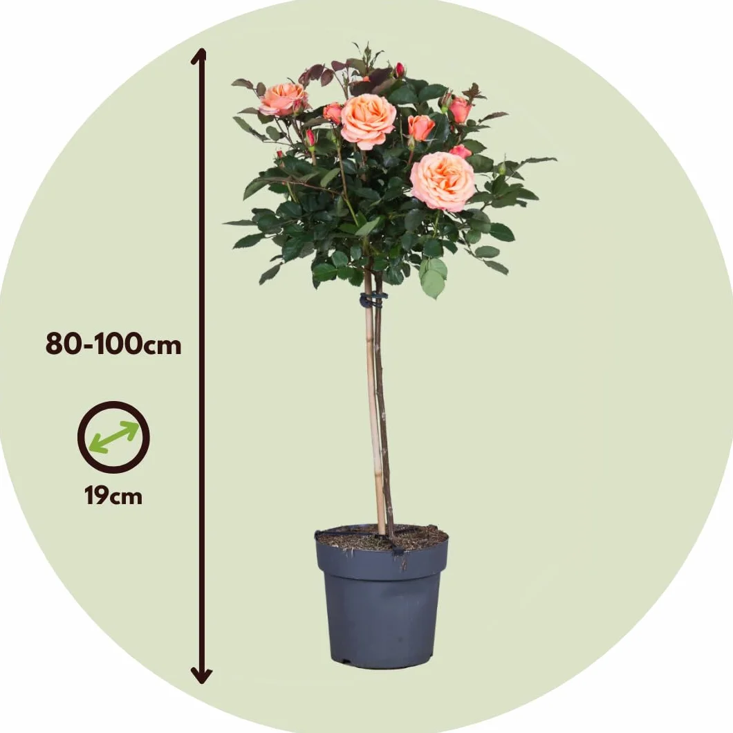 Rosa Palace 'Catherine' Rosier sur tige XL Arbre Orange Pot 19 cm Hauteur 80-100 cm